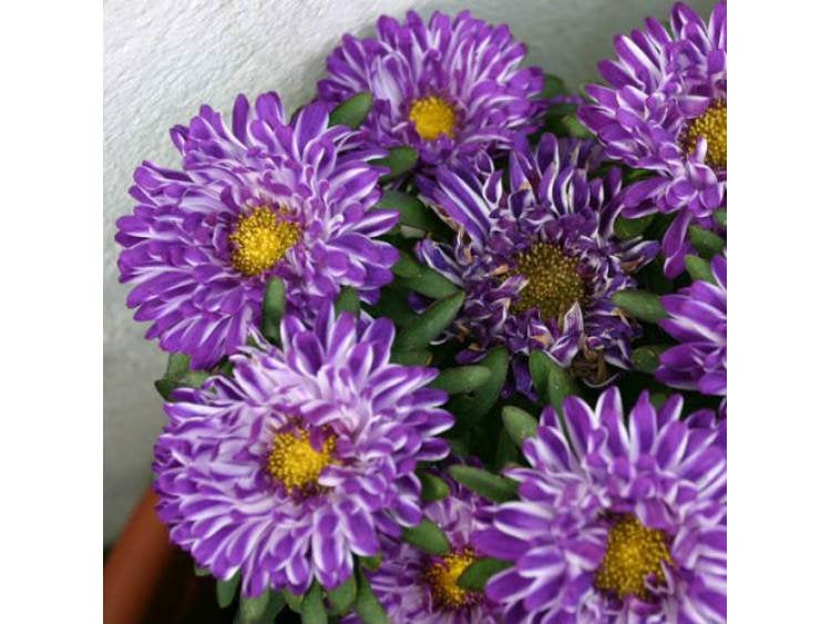 Dwarf Aster - Ribbon Blue - 100 seeds - Vesta Market