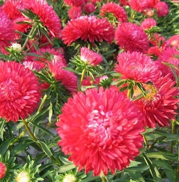 Dwarf Aster - Ribbon Red - 100 seeds - Vesta Market
