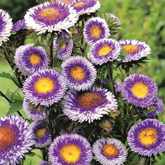 Aster Tall Paeony Moonshine 100 seeds. - Vesta Market