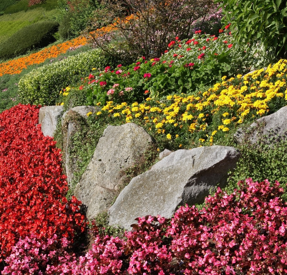 Rock Garden Perenial Mix 100 seeds Vesta Market