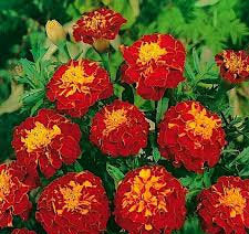 French Marigold Bonita Carmen 50 seeds - Vesta Market