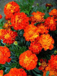 French Marigold Bonita Carmen 50 seeds - Vesta Market