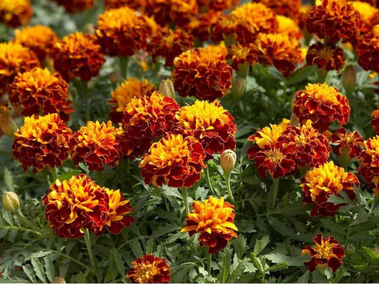 French Marigold Champion Flame 50 seeds - Vesta Market