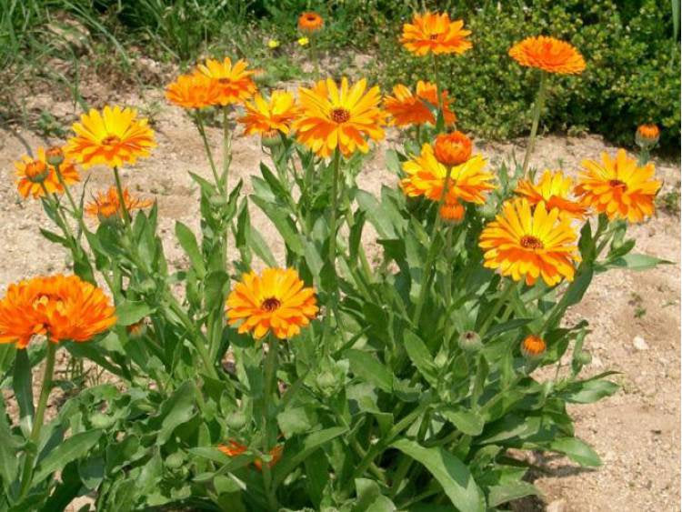 Pot Marigold Edible 50 seeds - Vesta Market