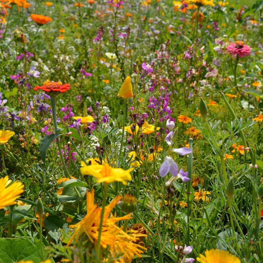 Fragrant Flower Mix 100 seeds - Vesta Market