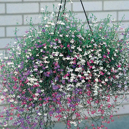 Lobelia Climbing Mixed Colors 100 Seeds - Vesta Market