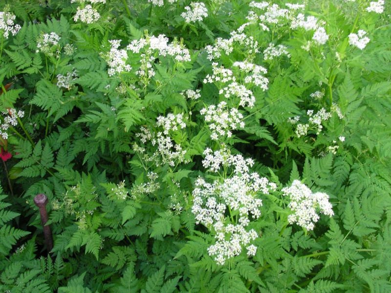 Chervil or French Parsley 100 seeds. - Vesta Market