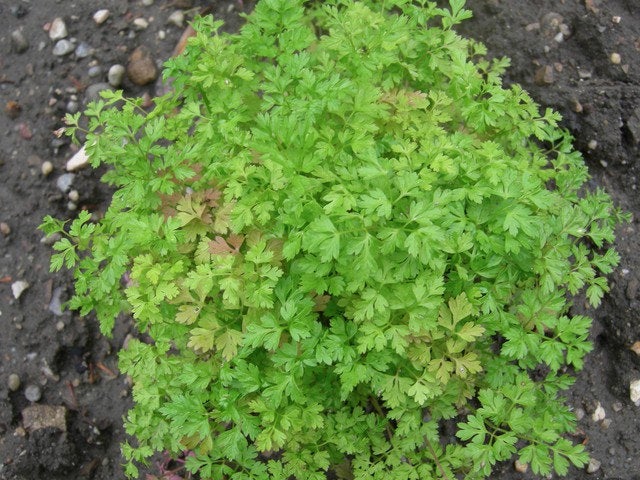 Chervil or French Parsley 100 seeds. - Vesta Market