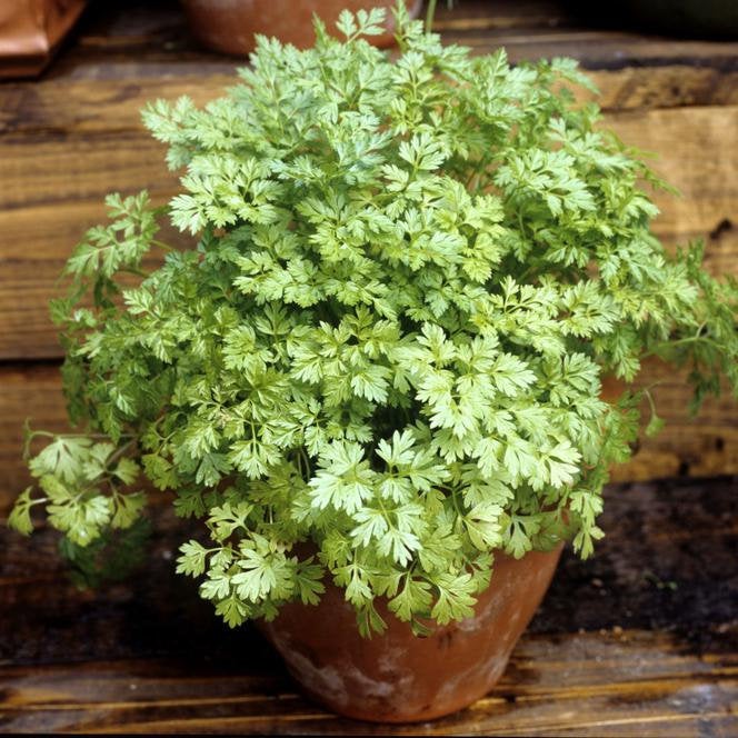 Chervil or French Parsley 100 seeds. - Vesta Market