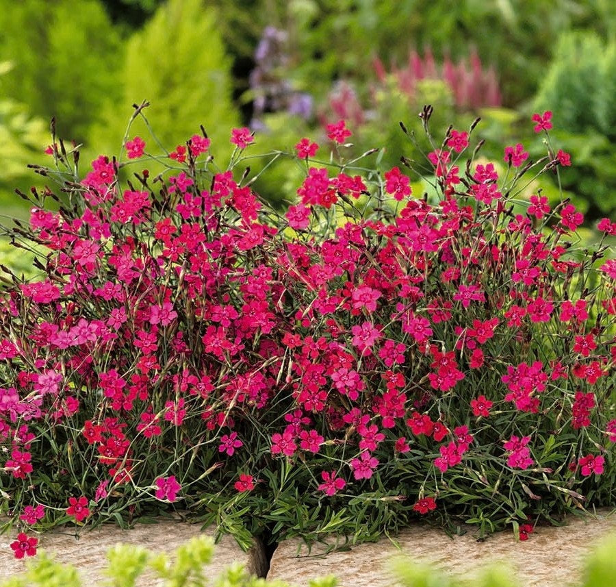 Dotted Carnation Red 100 seeds - Vesta Market