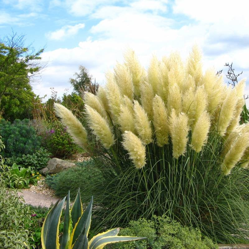 White Pampas Grass - 50 seeds Vesta Market
