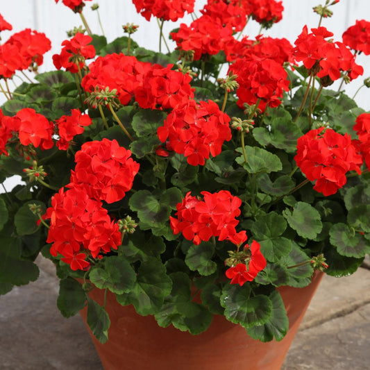 Stunning Geranium Red - 10 seeds Vesta Market