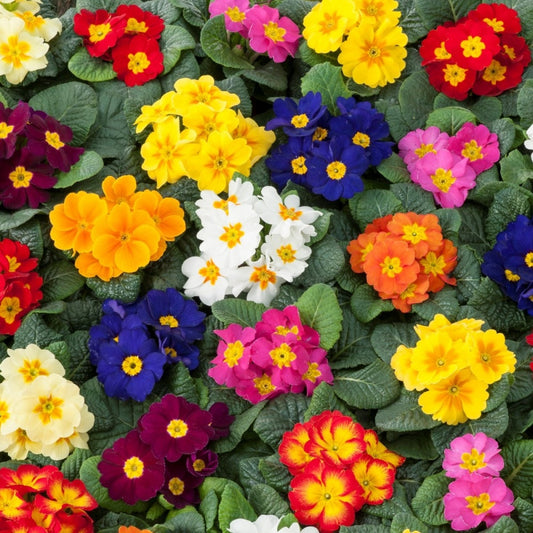 Primrose Mixed Colors - 100 seeds - Vesta Market
