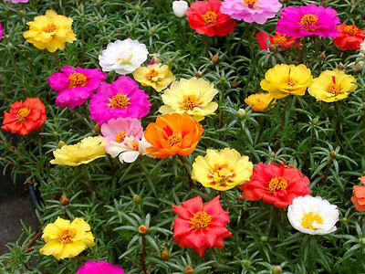 Charming Moss Rose Mixed Colors - Vesta Market