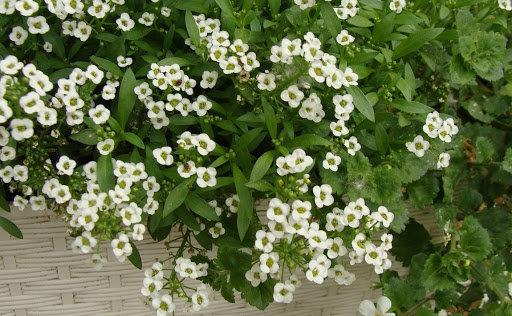 Sweet Alyssum White Lobularia maritima 400 Seeds Vesta Market