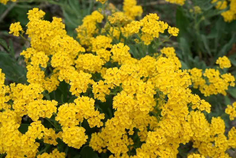 Gold Dust Alyssum 100 seeds - Vesta Market