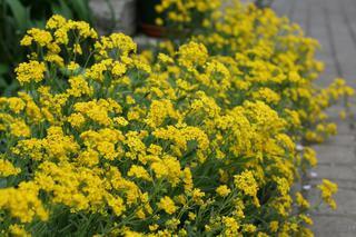 Gold Dust Alyssum 100 seeds - Vesta Market