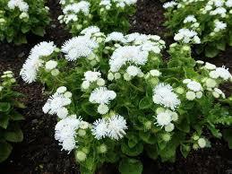 Mexican Ageratum White 200 seeds Vesta Market