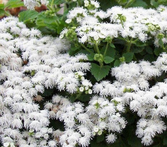 Mexican Ageratum White 200 seeds - Vesta Market