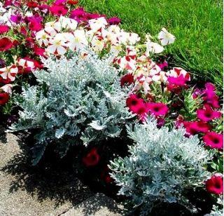 Gray Old Man Plant, Mr. Freeze SEEDS - Vesta Market