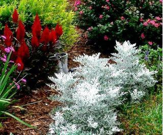 Gray Old Man Plant, Mr. Freeze SEEDS - Vesta Market