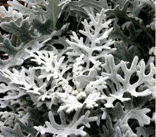 Gray Old Man Plant, Mr. Freeze SEEDS - Vesta Market