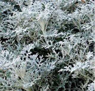 Gray Old Man Plant, Mr. Freeze SEEDS - Vesta Market