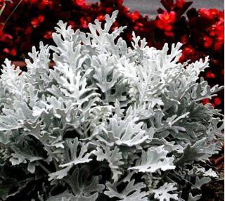 Gray Old Man Plant, Mr. Freeze SEEDS - Vesta Market