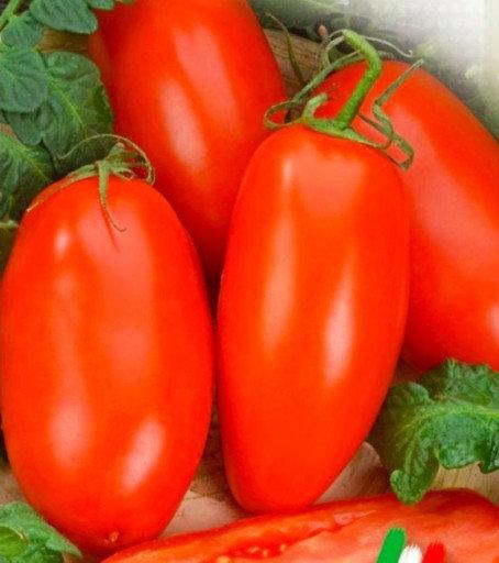 Italian Tomato Scatolone 2 seeds - Vesta Market