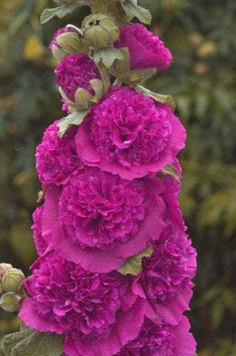 Alcea Rosea Hollyhock Violet seeds - Vesta Market