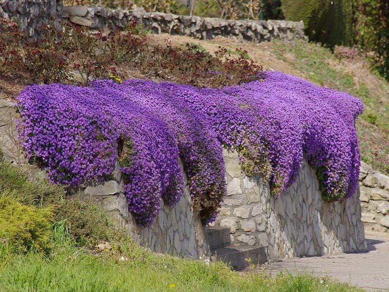Aubrieta 100 Seeds - Vesta Market