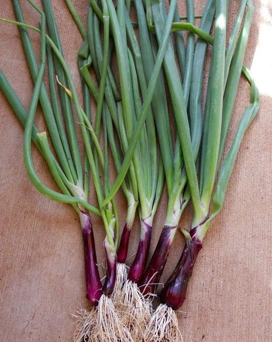 Onion Red Toga Seeds - Vesta Market