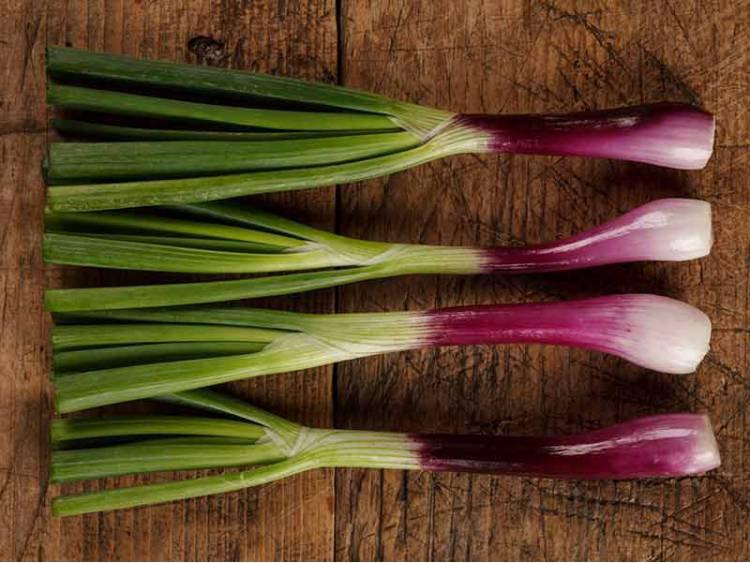 Onion Red Toga Seeds - Vesta Market