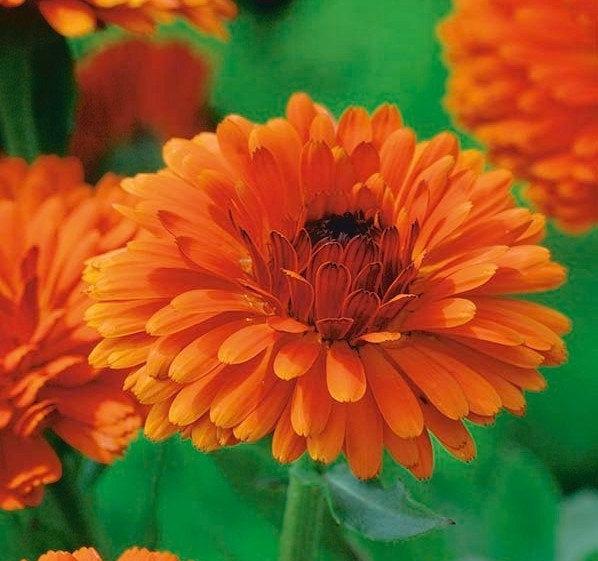 Calendula 'Indian Prince