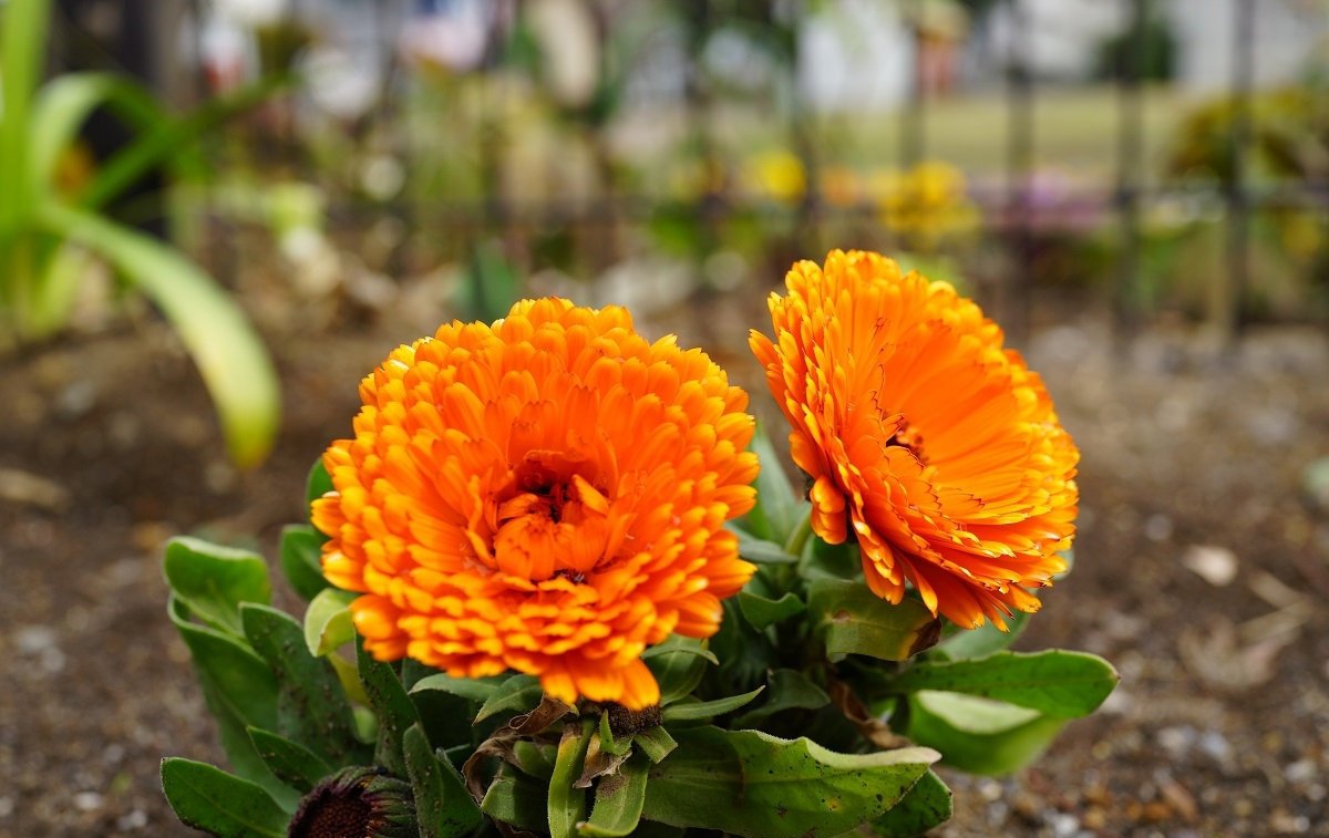 Pot Marigold Indian Prince 50 seeds - Vesta Market