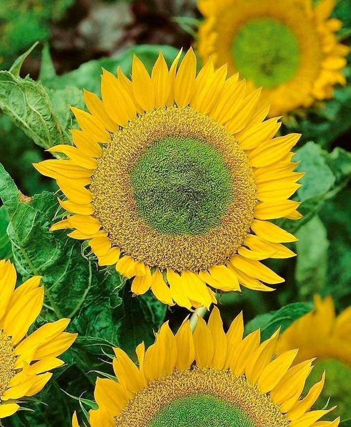Sunflower Dwarf Green Hobbit 30 seeds Vesta Market