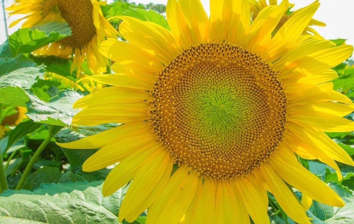 Sunflower Dwarf Green Hobbit 30 seeds Vesta Market