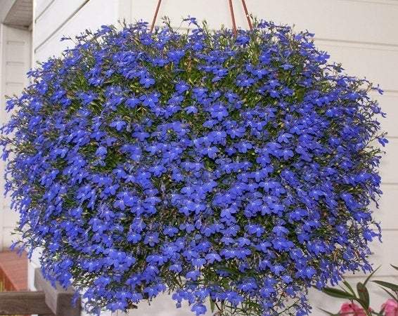 Lobelia Climbing - Blue 100 Seeds - Vesta Market