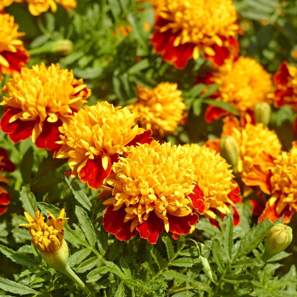 French Marigold Orange Flame 50 seeds - Vesta Market