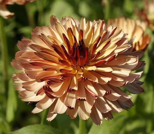 Pot Marigold Sunset Buff 50 seeds - Vesta Market