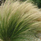 Feathergrass 100 Seeds - Vesta Market