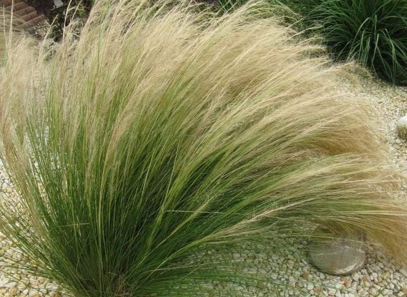 Feathergrass 100 Seeds - Vesta Market