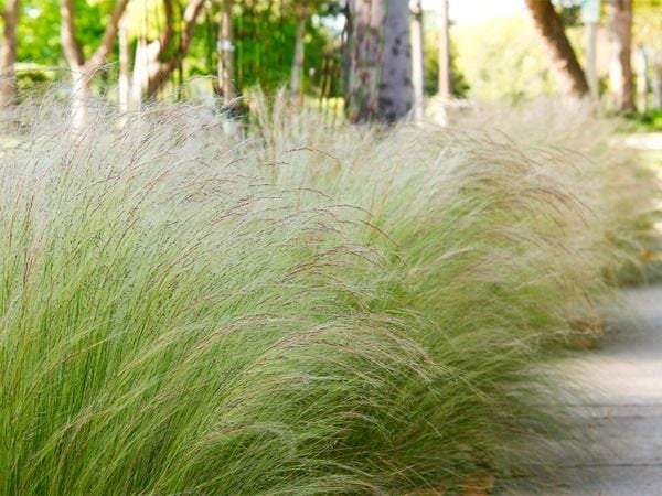 Feathergrass 100 Seeds - Vesta Market