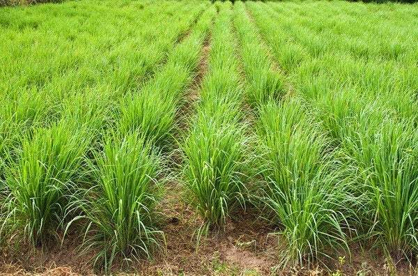 Lemongrass 100 Seeds - Vesta Market