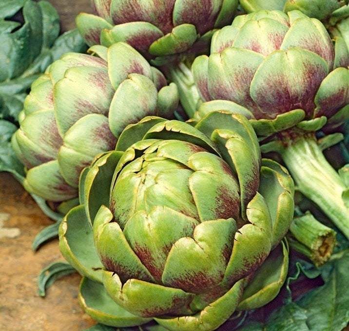 Artichoke 20 Seeds Vesta Market