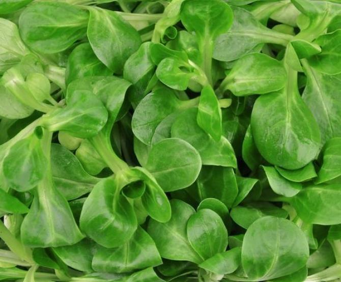 Corn Salad Valerianella Locusta 800 seeds - Vesta Market