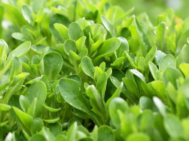 Corn Salad Valerianella Locusta 800 seeds Vesta Market