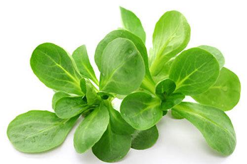 Corn Salad Valerianella Locusta 800 seeds Vesta Market