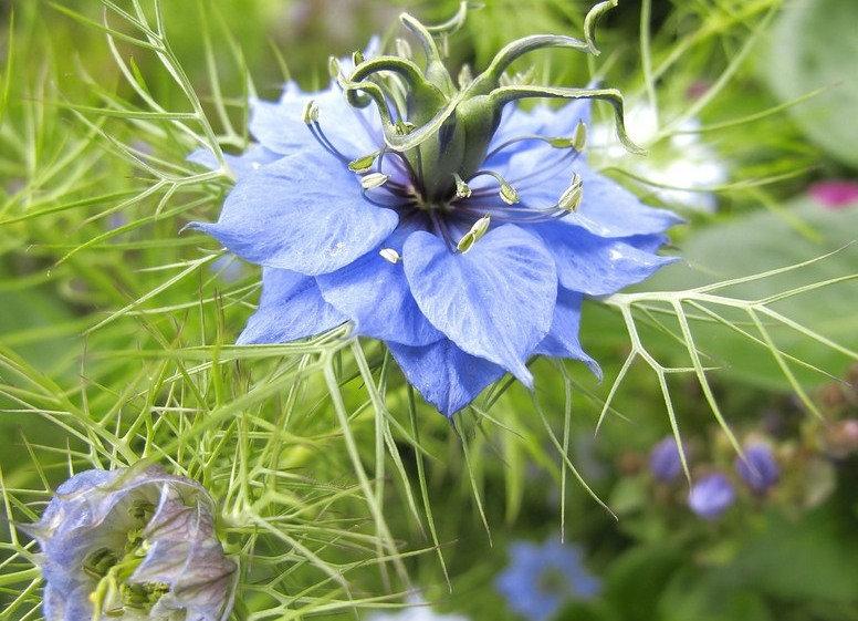 Black Damascus 500 seeds MIX - Vesta Market