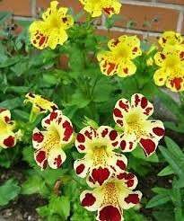 Tiger Droplet seeds Vesta Market